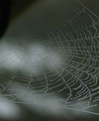 web