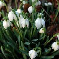 snowdrops